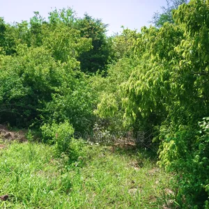 Shamba La Ekari 20 Linauzwa Bagamoyo
