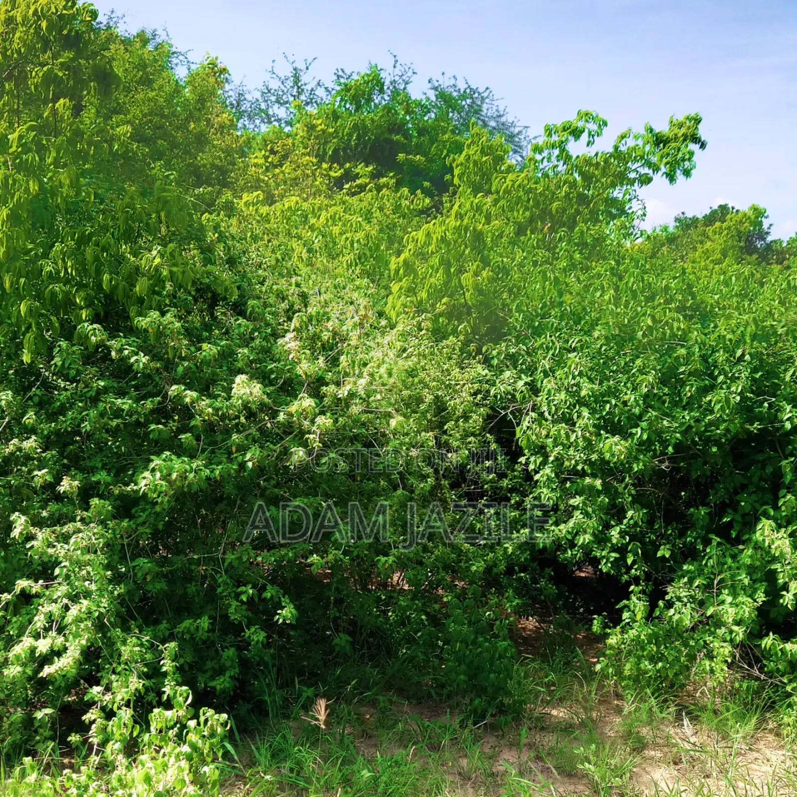 Shamba La Ekari 20 Linauzwa Bagamoyo
