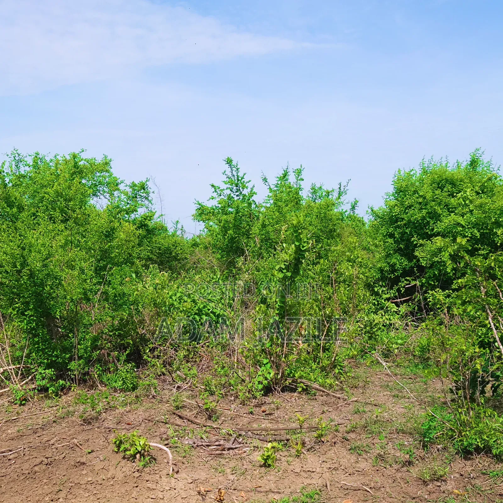 Shamba La Ekari 20 Linauzwa Bagamoyo