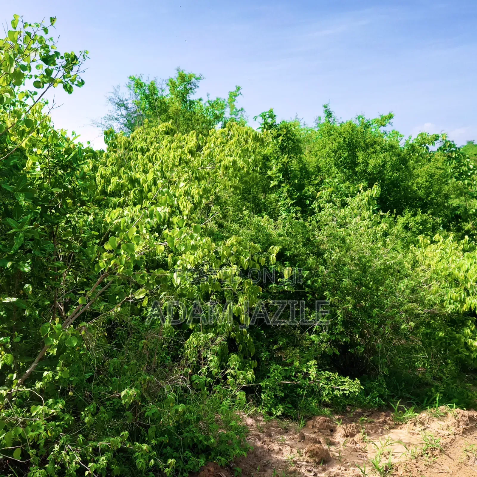 Shamba La Ekari 20 Linauzwa Bagamoyo
