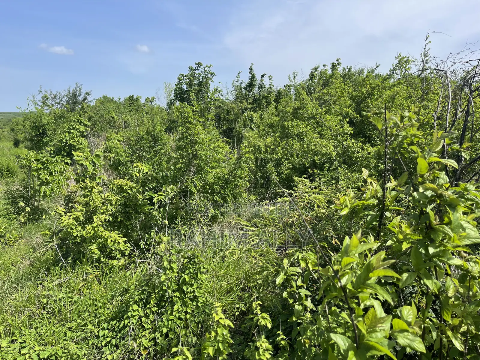 Shamba Linauzwa Kiwangwa