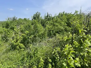 Shamba Linauzwa Kiwangwa