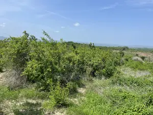 Shamba Linauzwa Kiwangwa