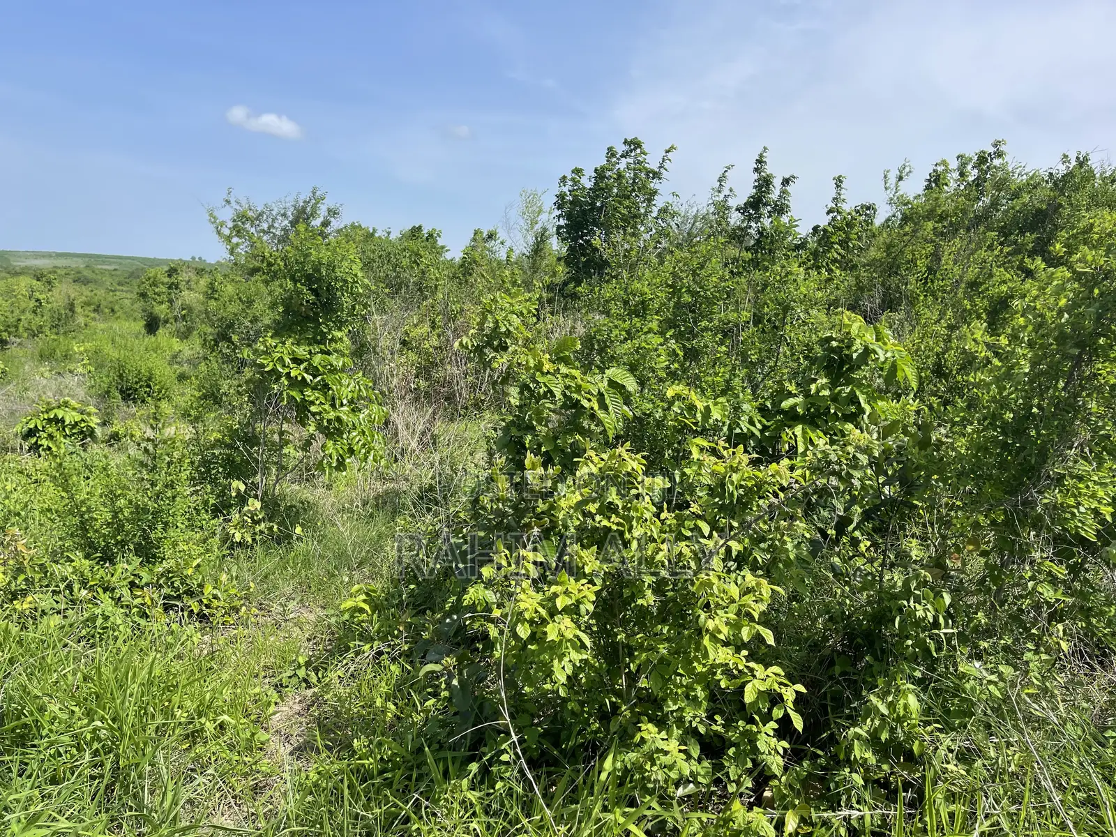 Shamba Linauzwa Kiwangwa