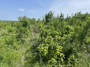 Shamba Linauzwa Kiwangwa