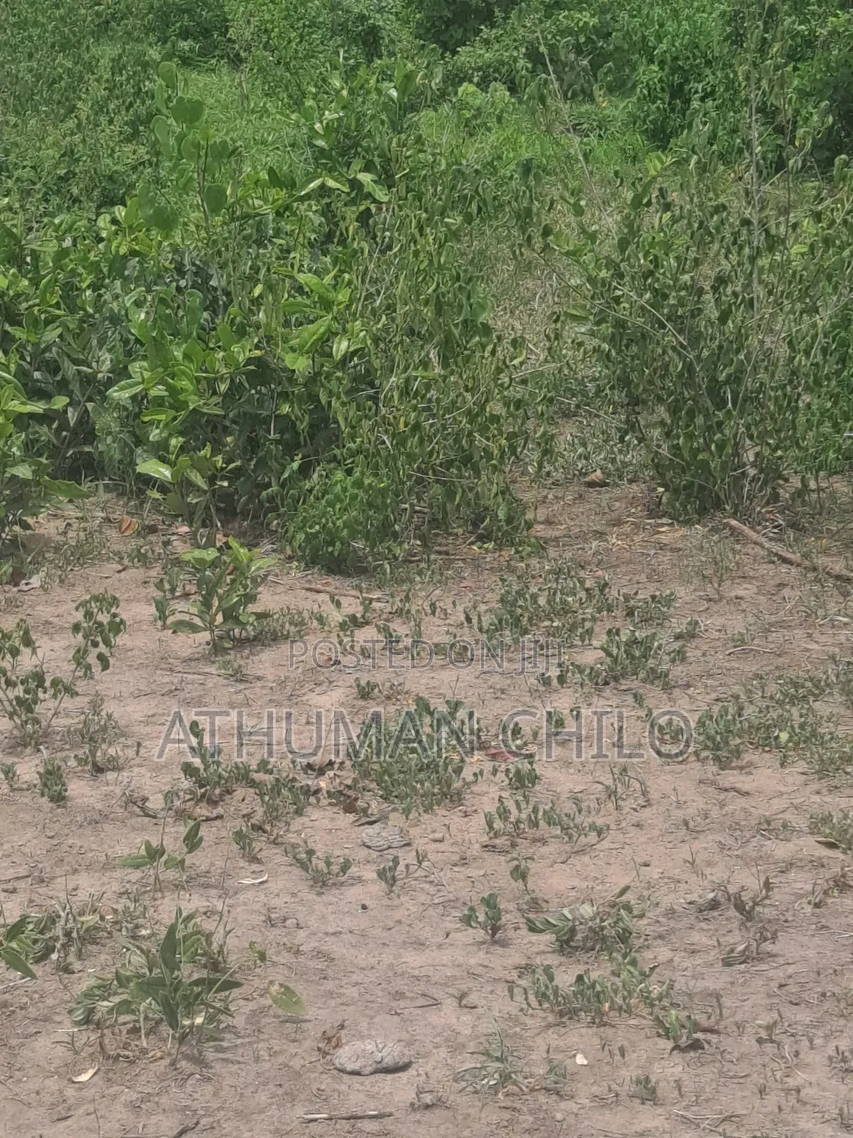 Shamba Linauzwa Kiwangwa Bagamoyo