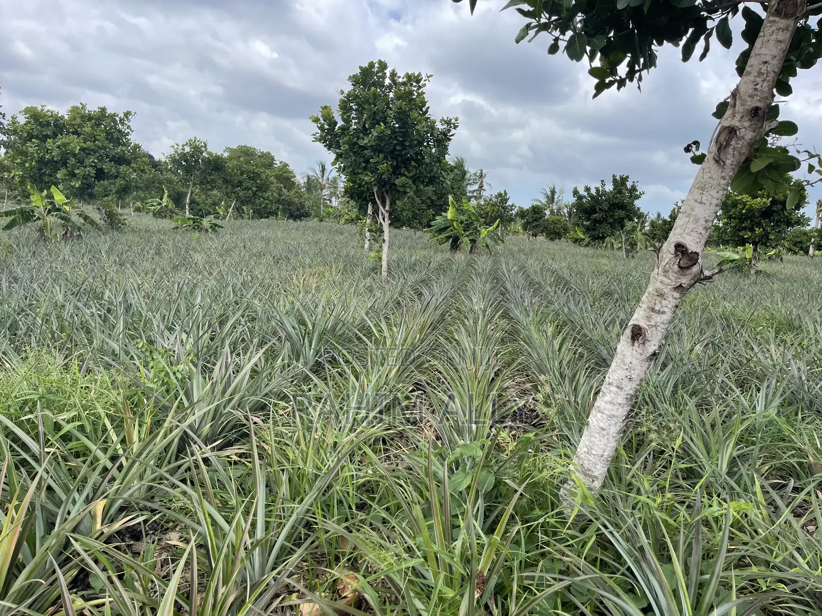 Shamba La Nanasi Linauzwa Bagamoyo