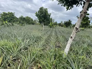 Shamba La Nanasi Linauzwa Bagamoyo