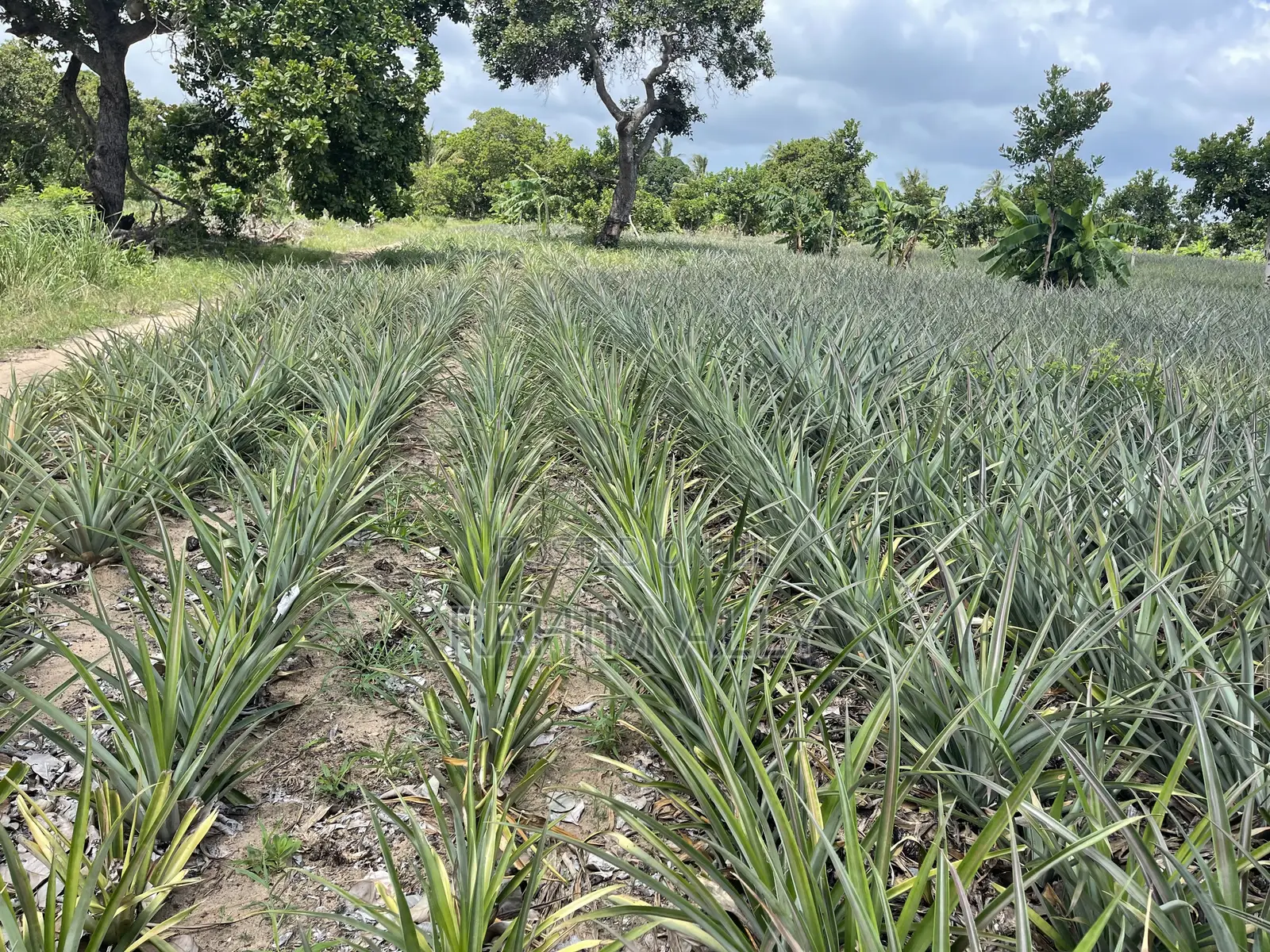 Shamba La Nanasi Linauzwa Bagamoyo