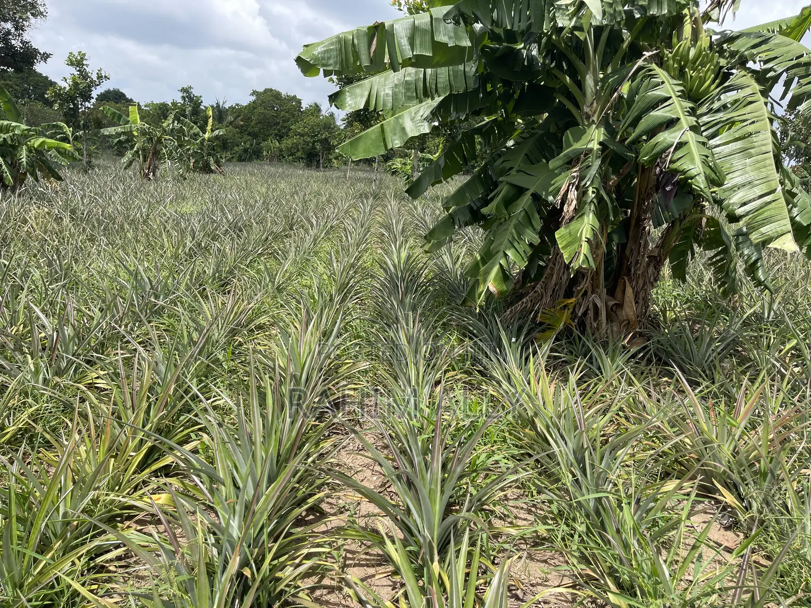 Shamba La Nanasi Linauzwa Bagamoyo