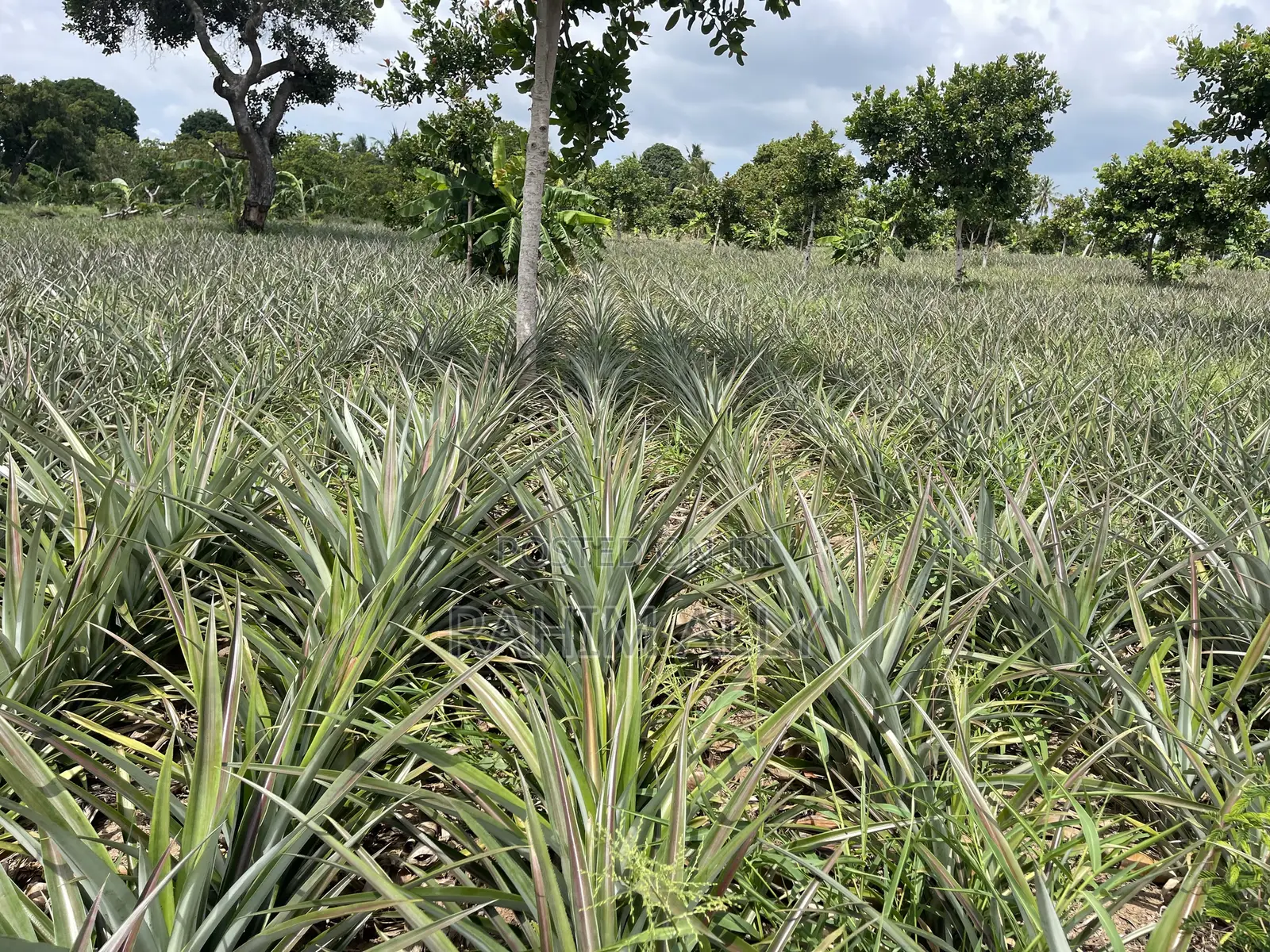 Shamba La Nanasi Linauzwa Bagamoyo
