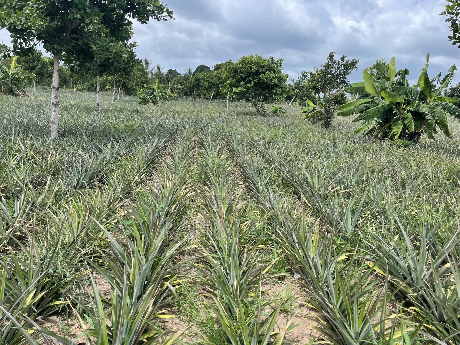 Shamba La Nanasi Linauzwa Bagamoyo