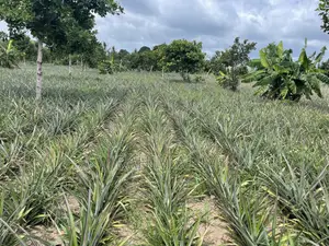 Shamba La Nanasi Linauzwa Bagamoyo