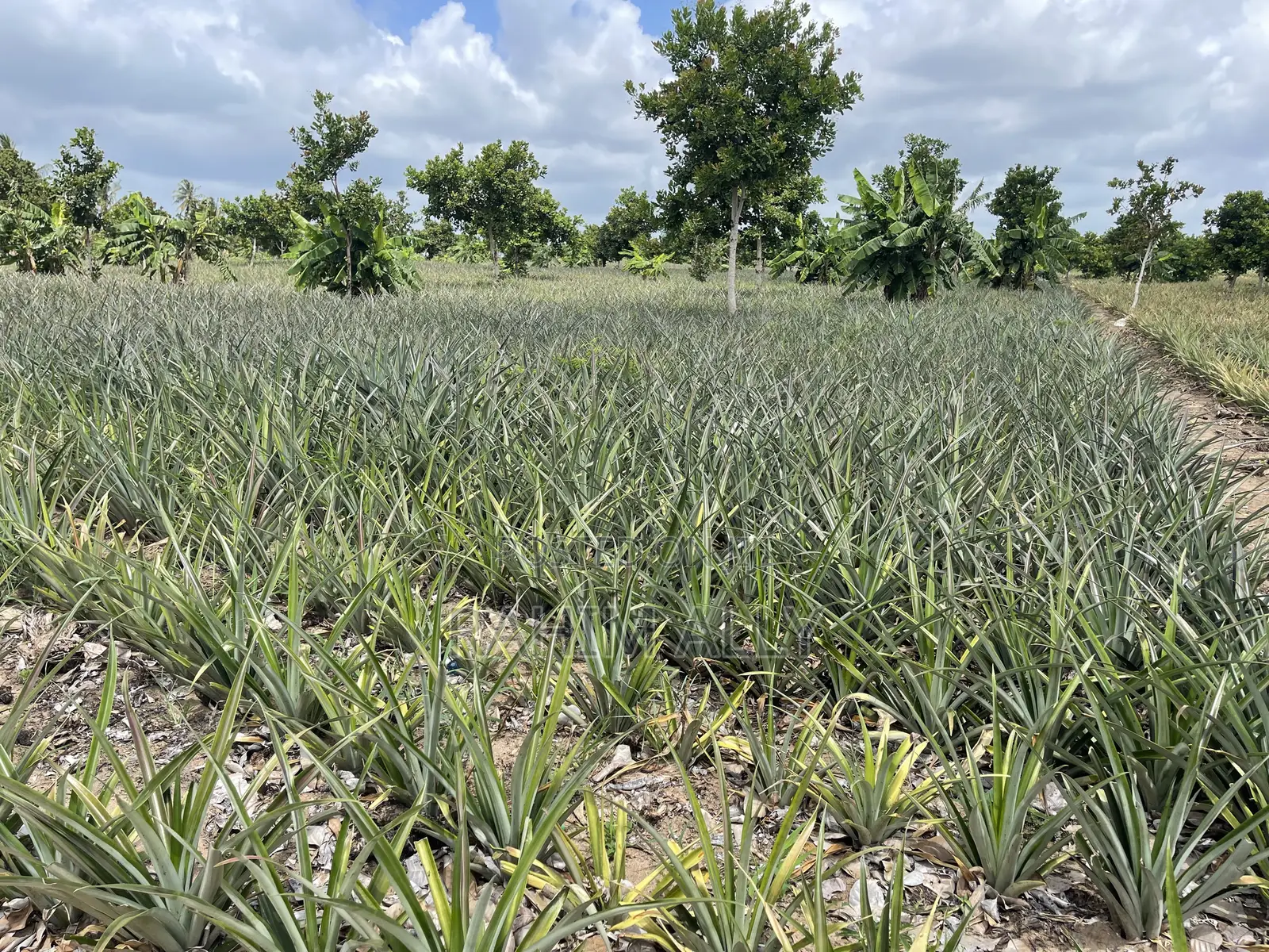 Shamba La Nanasi Linauzwa Bagamoyo