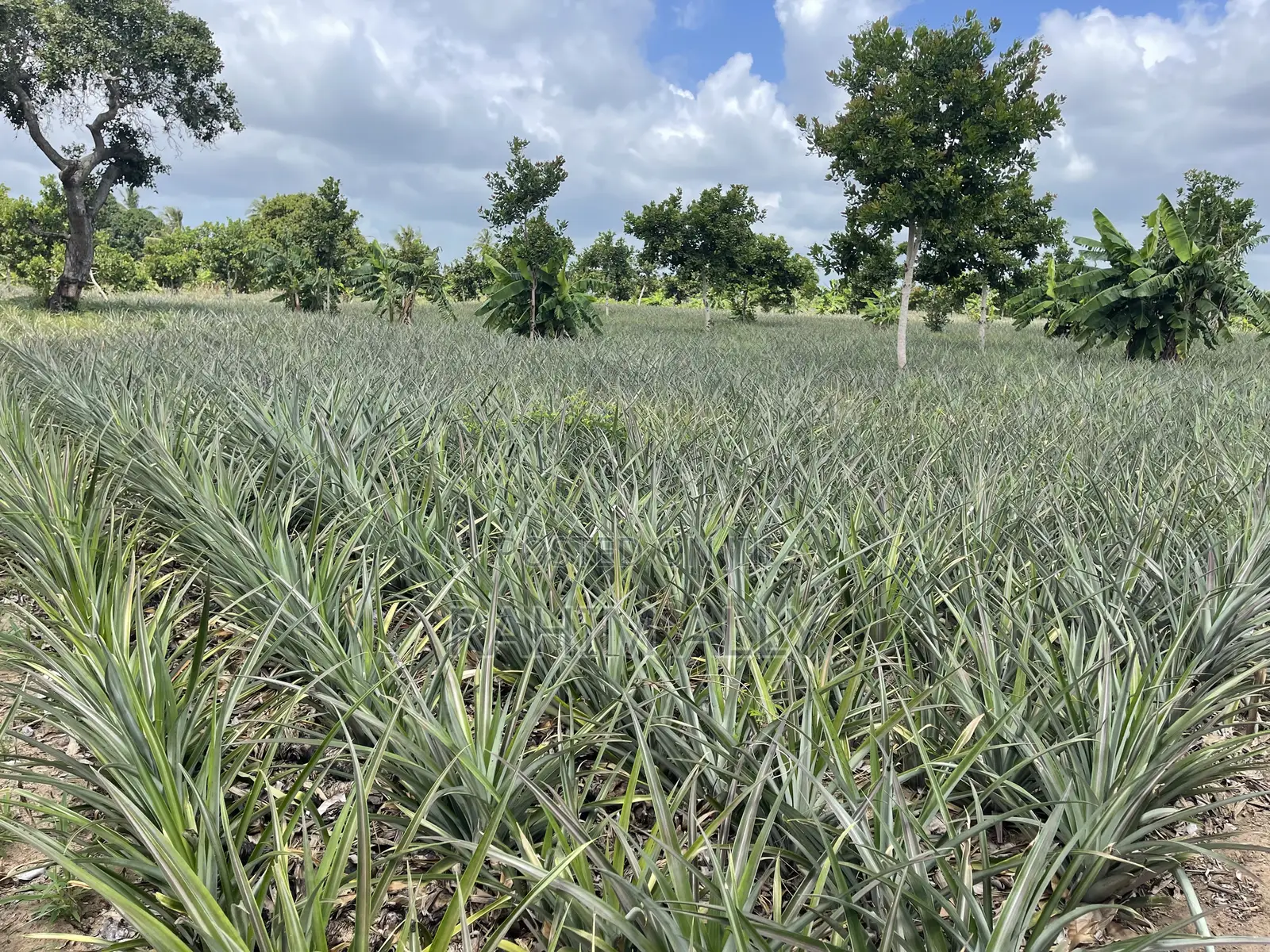 Shamba La Nanasi Linauzwa Bagamoyo