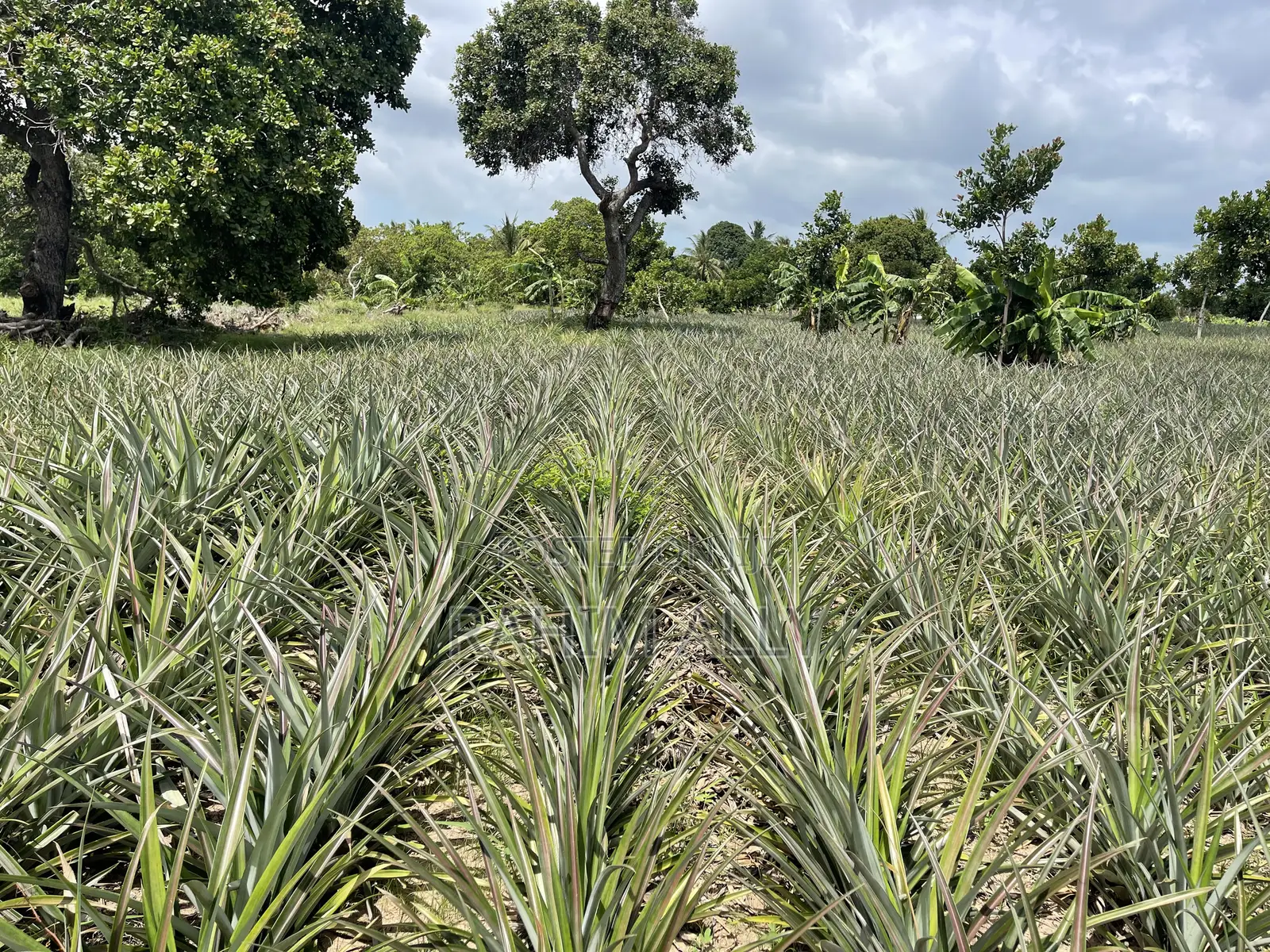 Shamba La Nanasi Linauzwa Bagamoyo