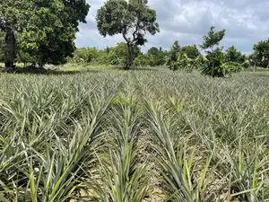 Shamba La Nanasi Linauzwa Bagamoyo