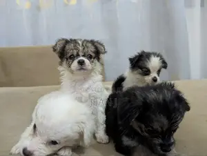1-3 months Male Purebred American Eskimo