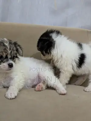 1-3 months Male Purebred American Eskimo