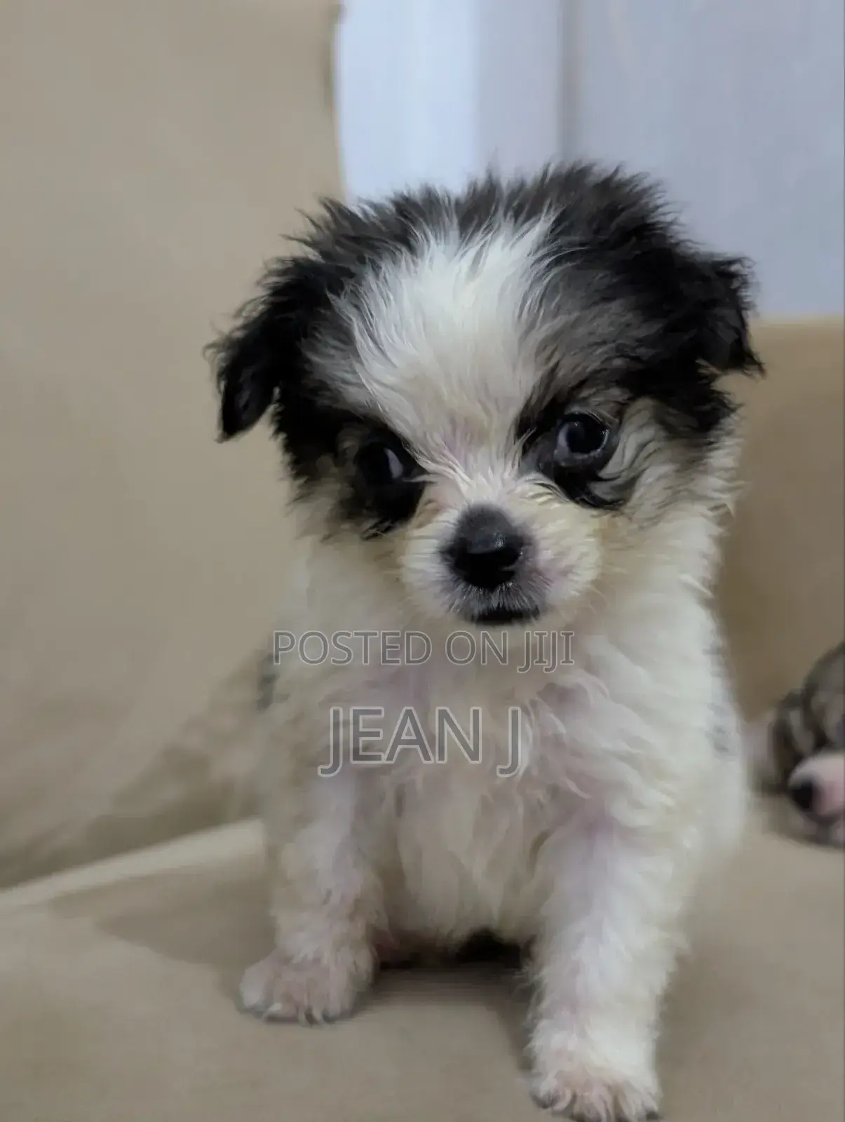 1-3 months Male Purebred American Eskimo