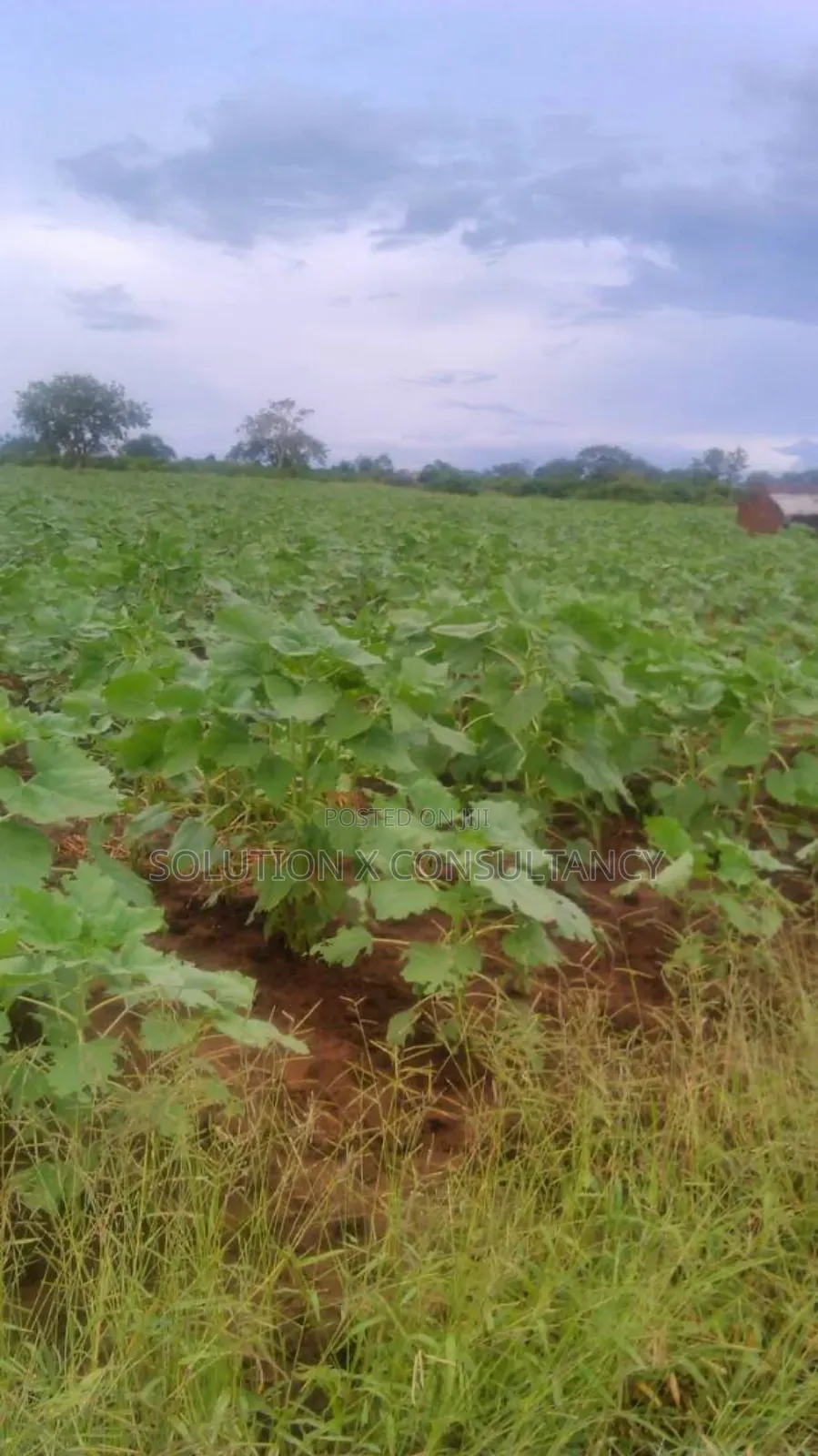 Farm for Sale at Morogoro
