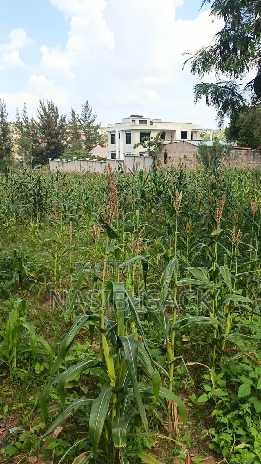 Plot for Sale Square Meter 1484 Kiseke Mwanza