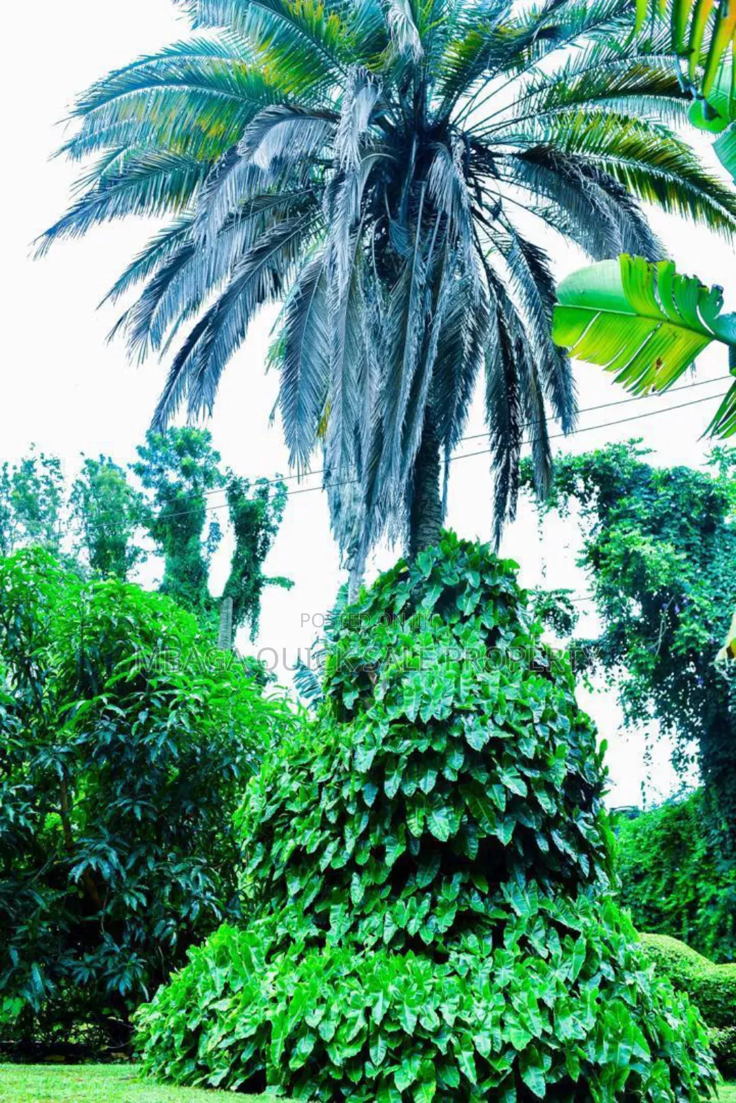 Plot With 3 Bed Room House for Sale at Arusha Njiro Kanisani SQM 8600