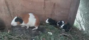 Guineapigs/Simbilisi(Guineapig Kittens)