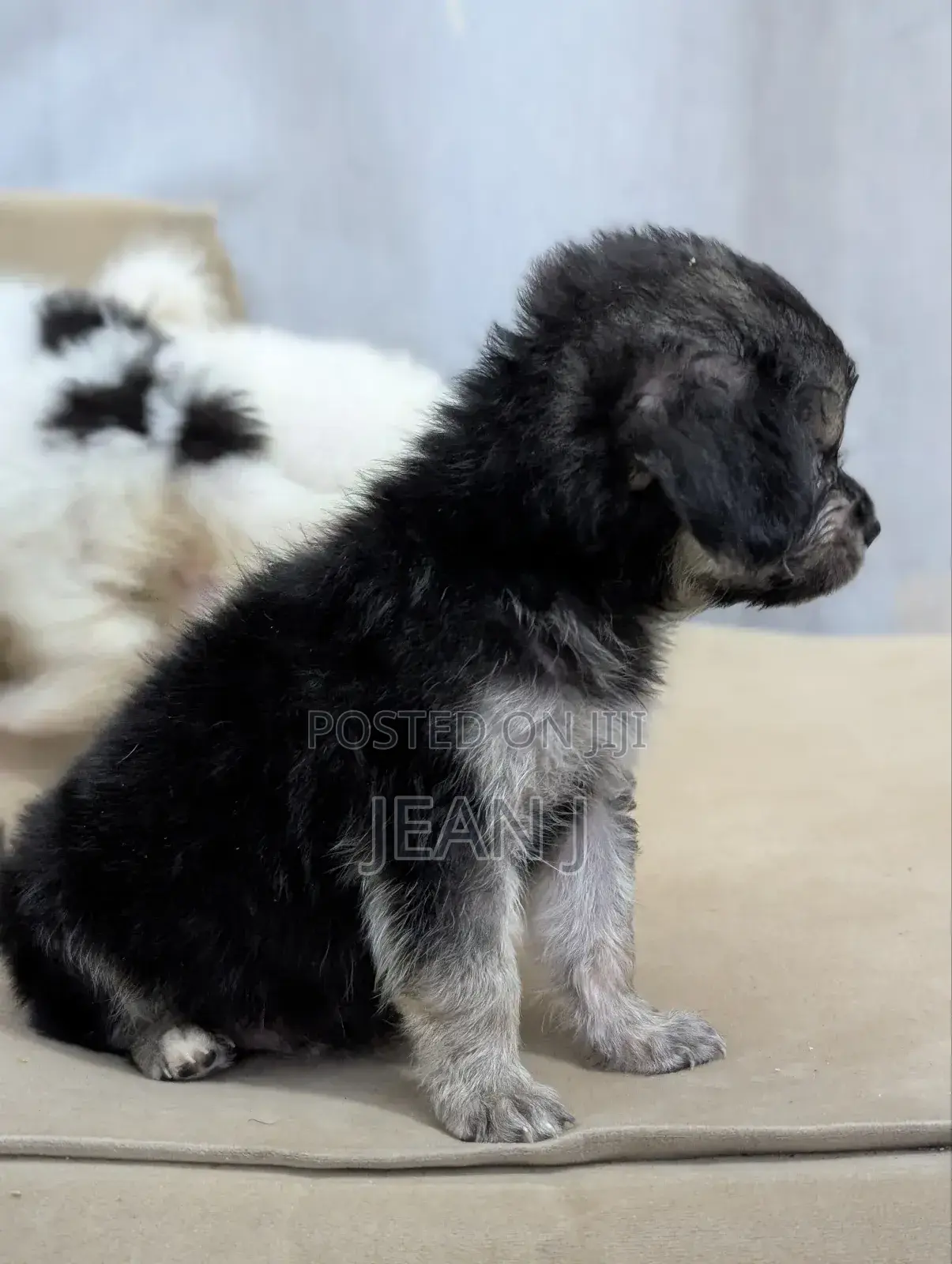 1-3 months Female Purebred American Eskimo