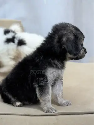 1-3 months Female Purebred American Eskimo