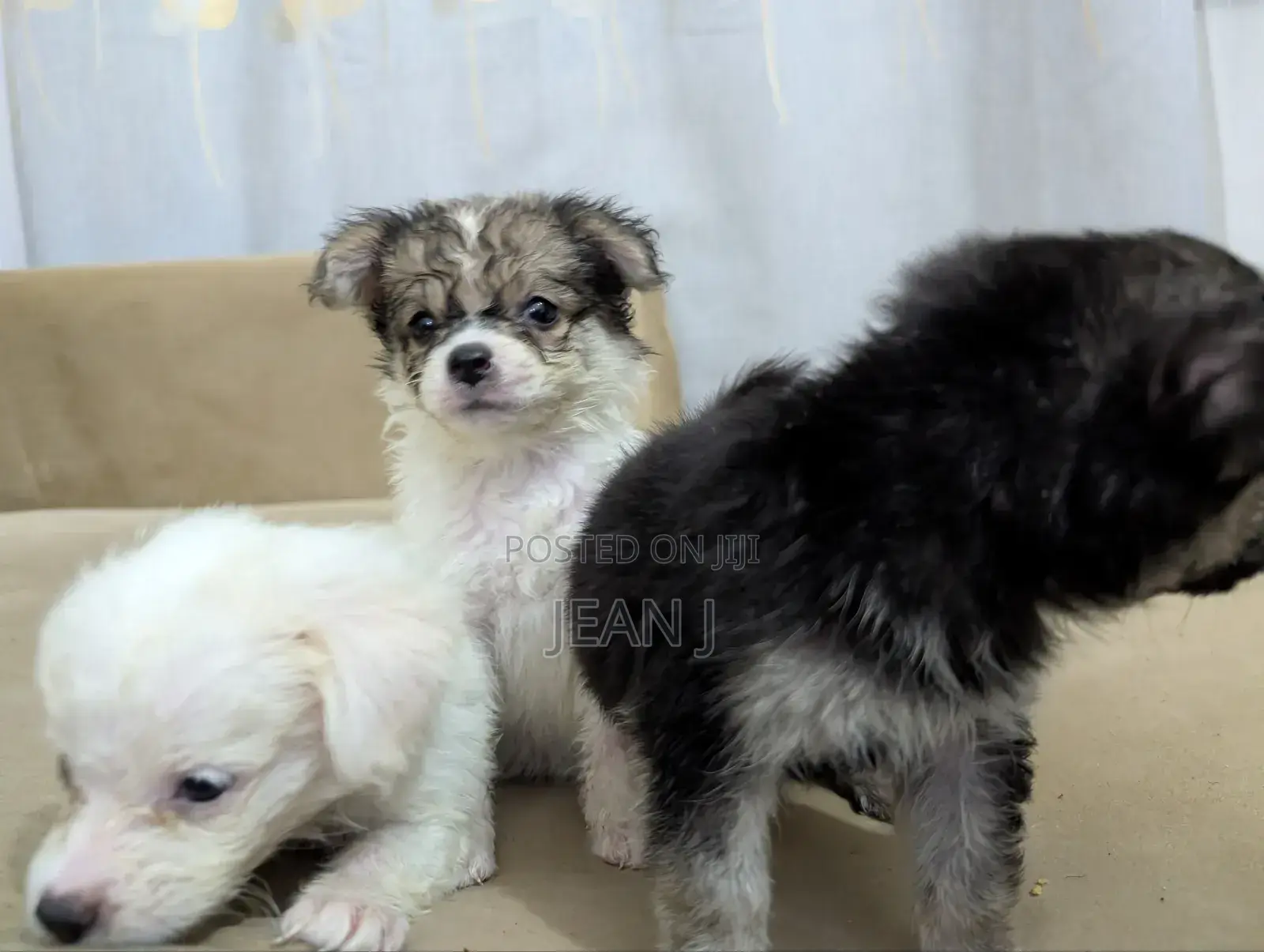 1-3 months Female Purebred American Eskimo