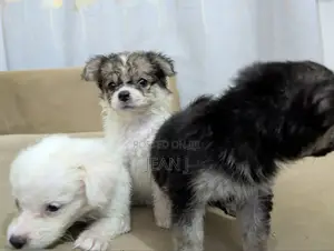 1-3 months Female Purebred American Eskimo