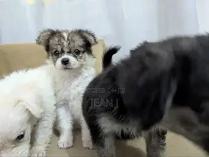 1-3 months Female Purebred American Eskimo