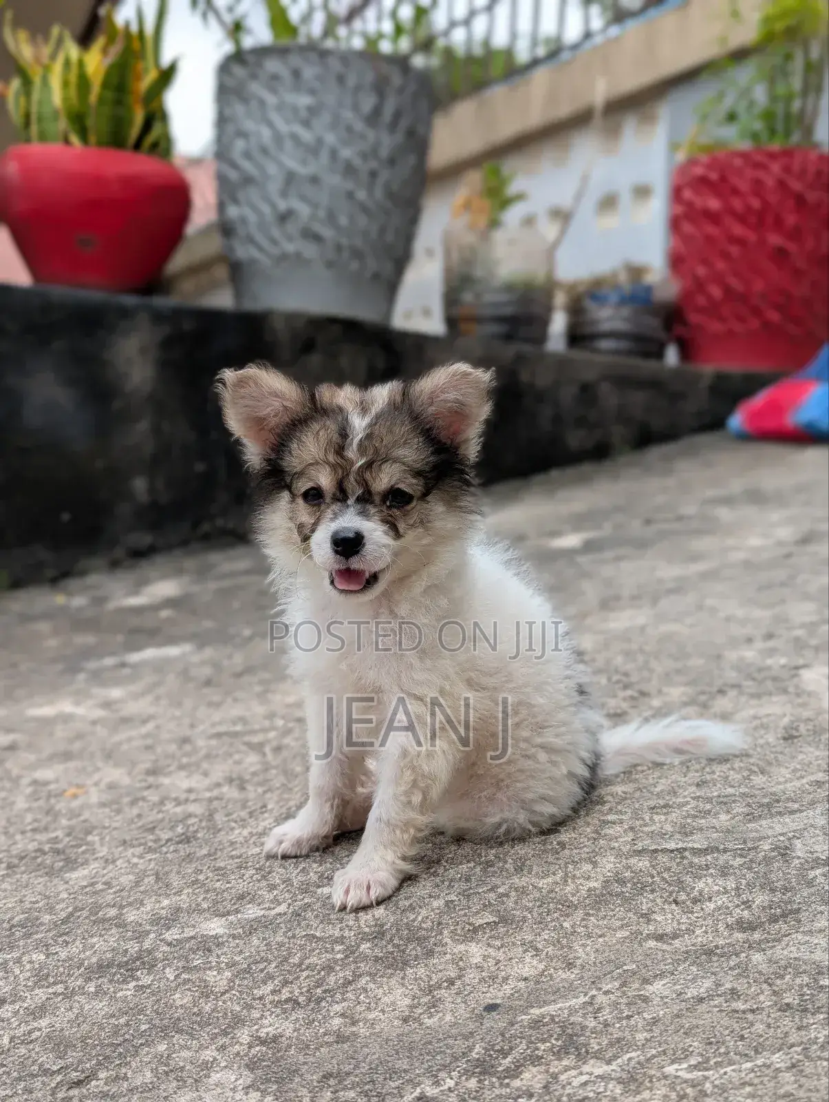 1-3 months Male Purebred American Eskimo