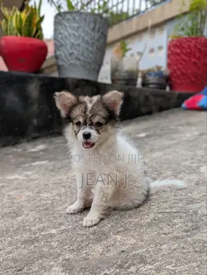 1-3 months Male Purebred American Eskimo