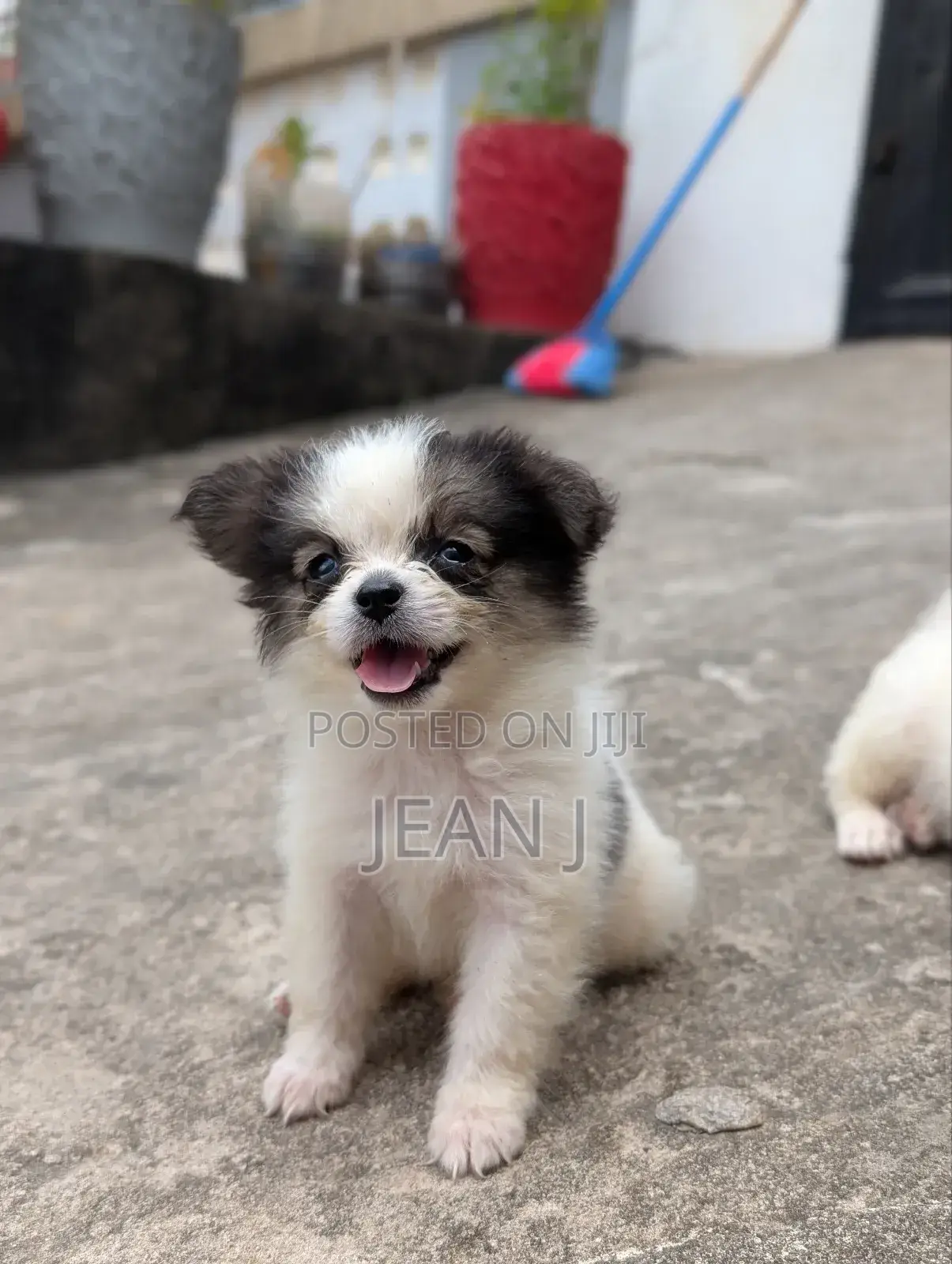 1-3 months Male Purebred American Eskimo