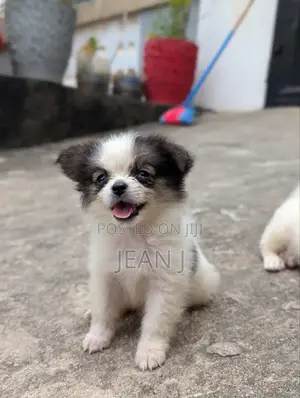 1-3 months Male Purebred American Eskimo