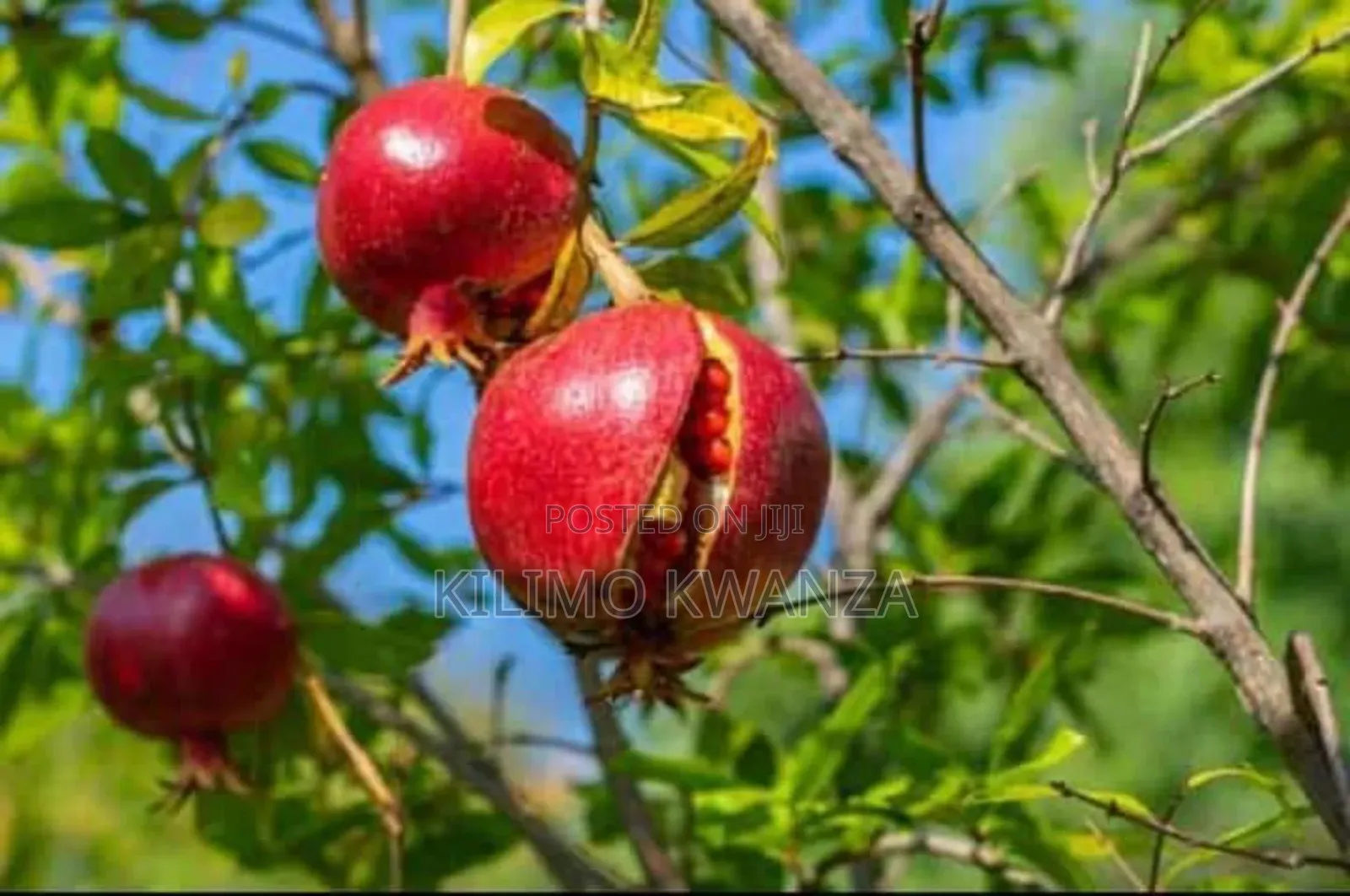 Komamanga(Pomegranate)
