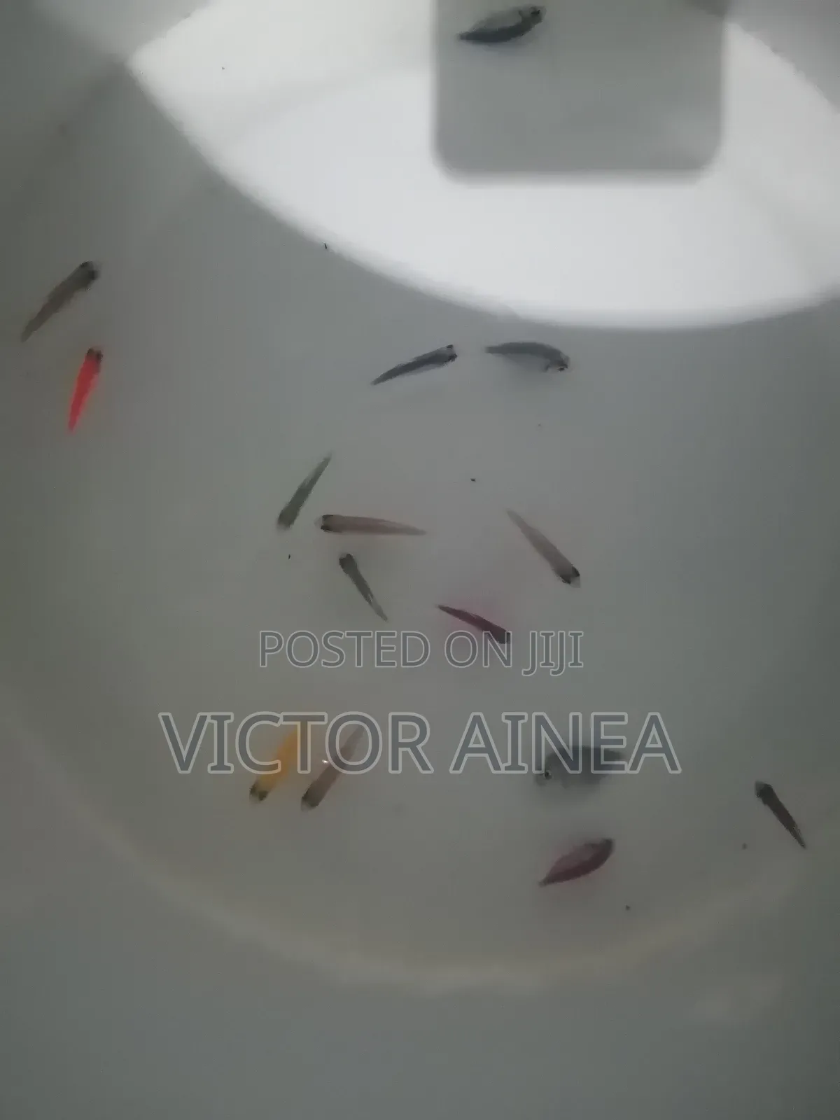 Pet Fish Available