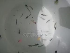 Pet Fish Available