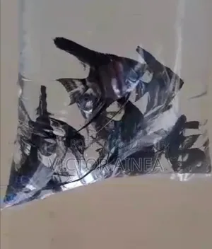 Pet Fish and Aquariums