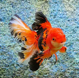 Fish Decoeation