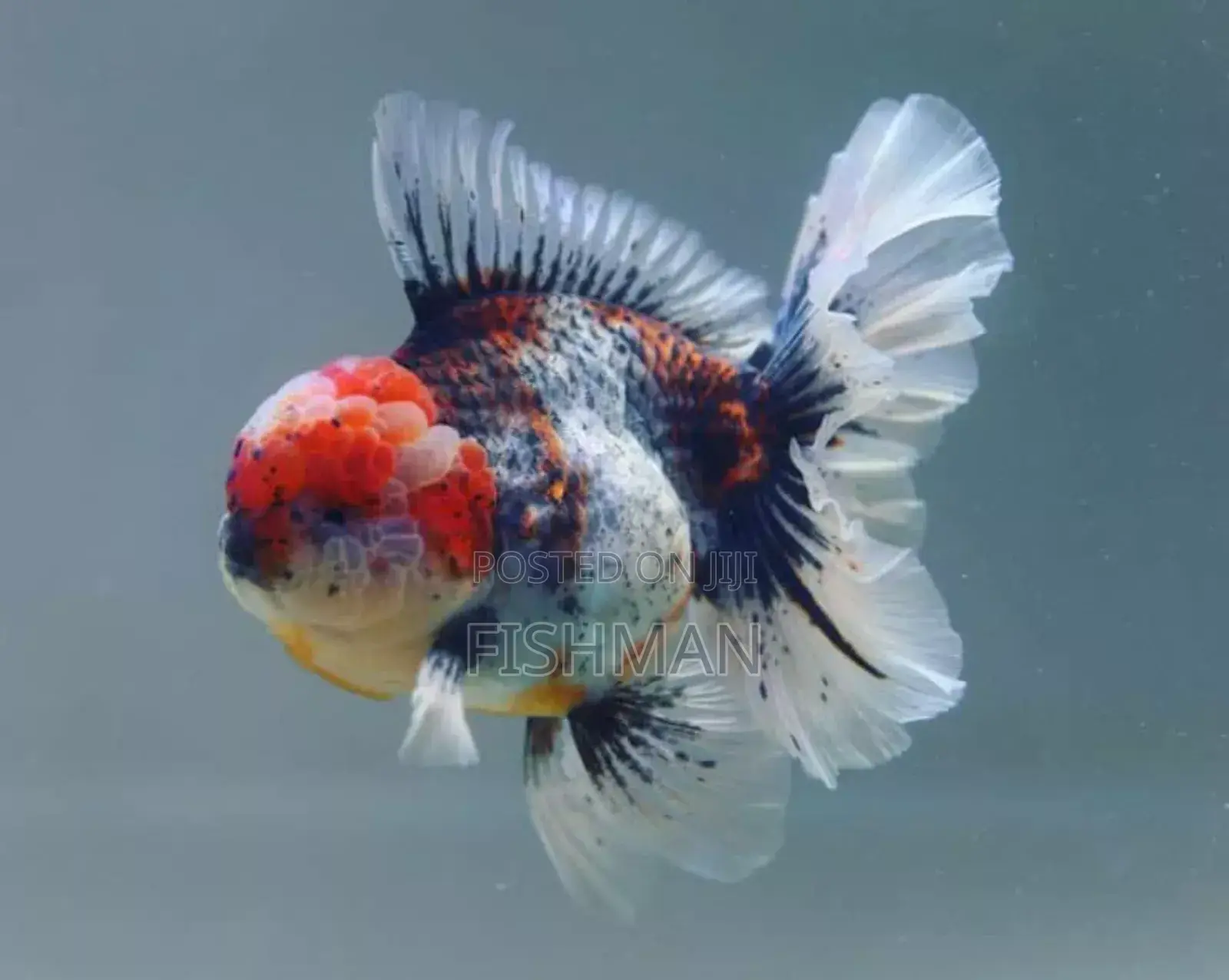 Fish Decoeation