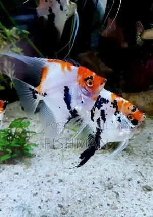 Samaki Wa Urembo