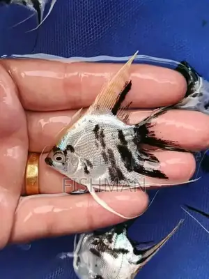 Samaki Wa Urembo