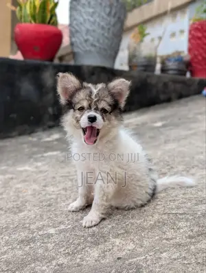 1-3 months Female Purebred American Eskimo