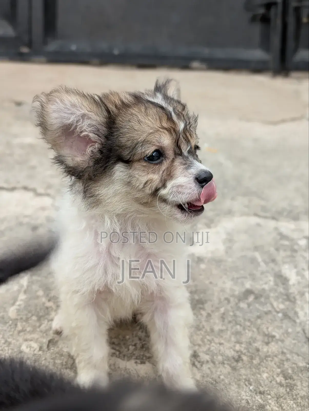 1-3 months Female Purebred American Eskimo