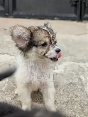 1-3 months Female Purebred American Eskimo