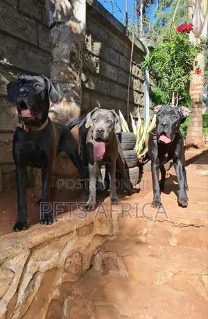 1-3 months Male Purebred Cane Corso