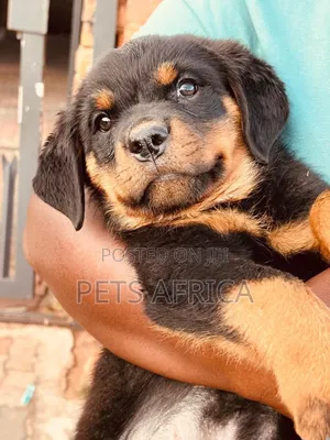 1-3 months Male Purebred Rottweiler